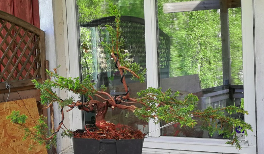 Nytillverkad blivande bonsai
